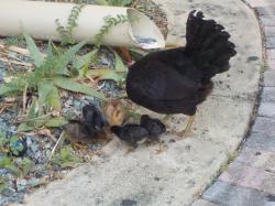 Headless chicken and her chicks